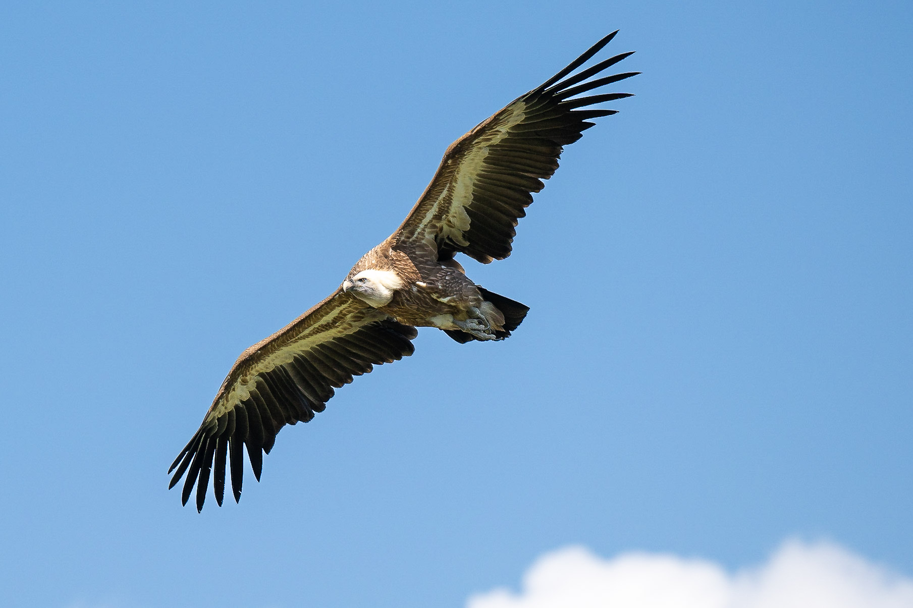 Adler 01