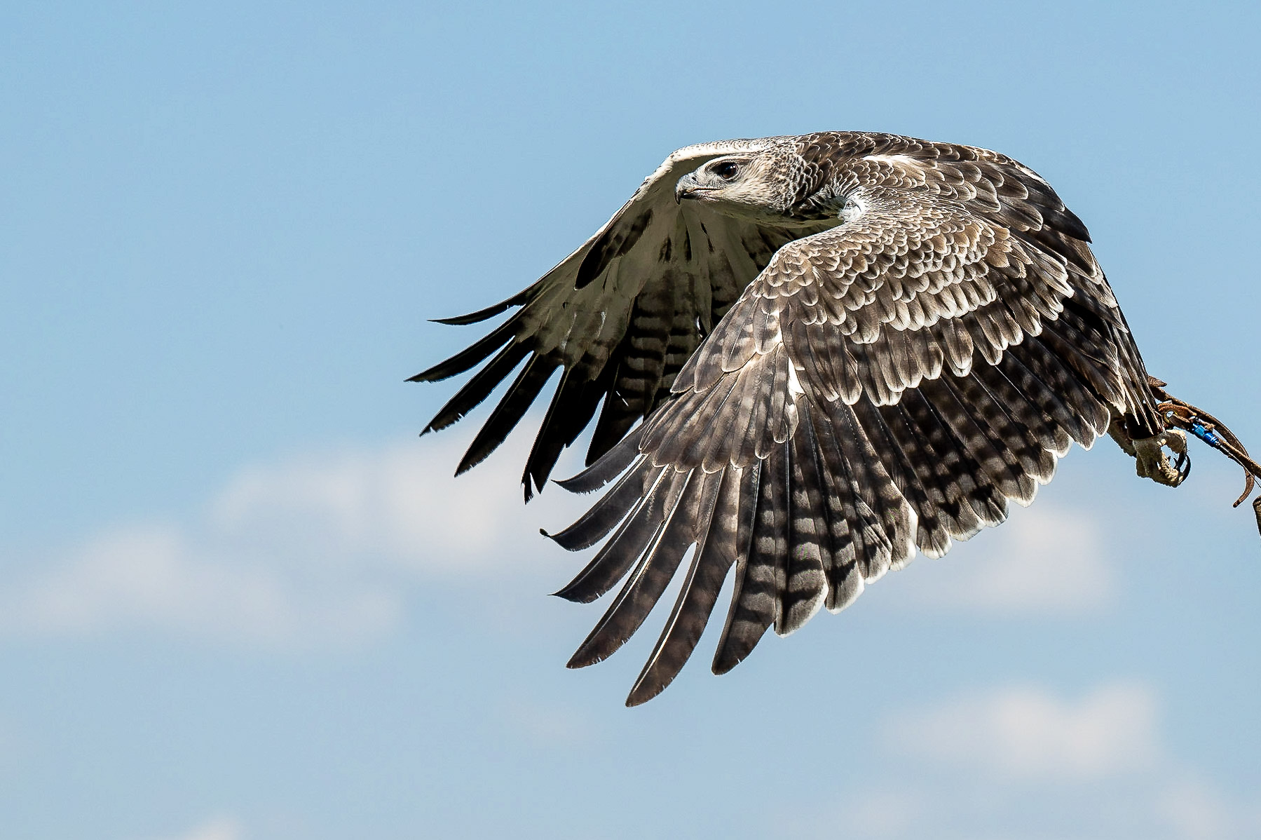 Adler 02